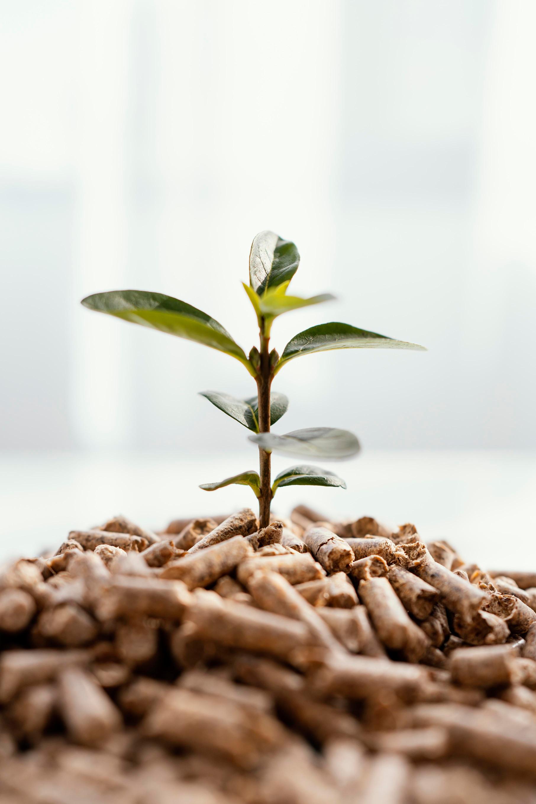 organic fertilizer