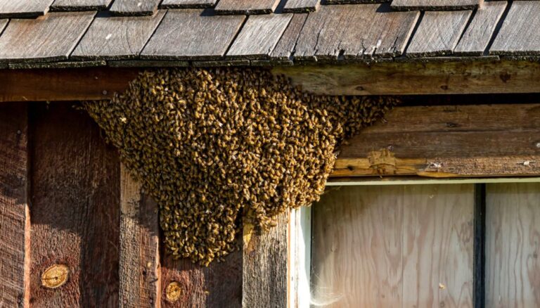 u3719-disinfestazione-api-chi-chiamare-e-quanto-costa-3