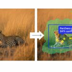 u3903-Image-Annotation-Services-Turning-Wildlife-Images-into-Insights