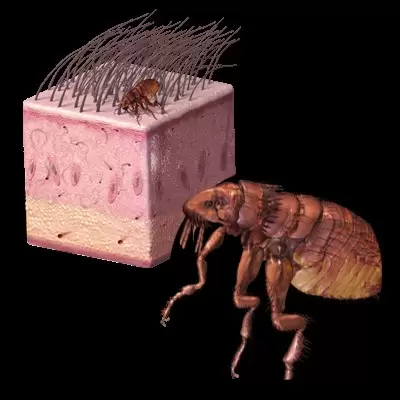Fleas
