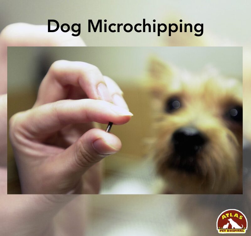 dog-microchipping