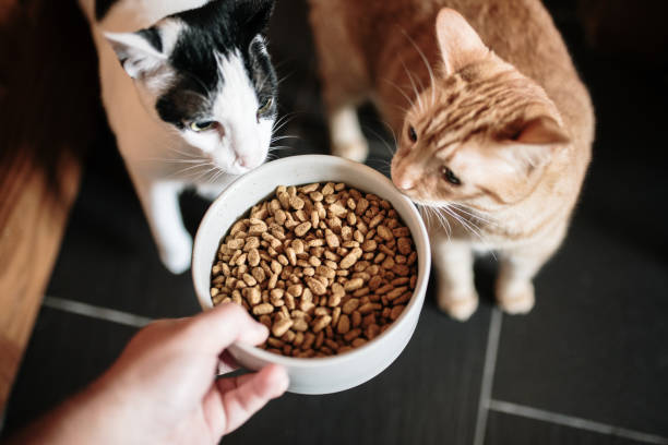Cat-Food